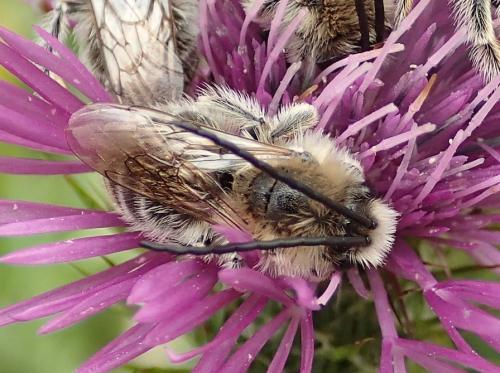 Eucera sp.